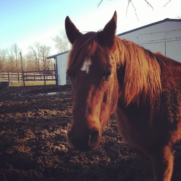 Sadie