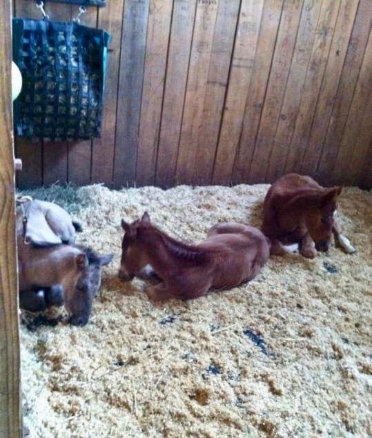 Quinn is the cutie in the middle